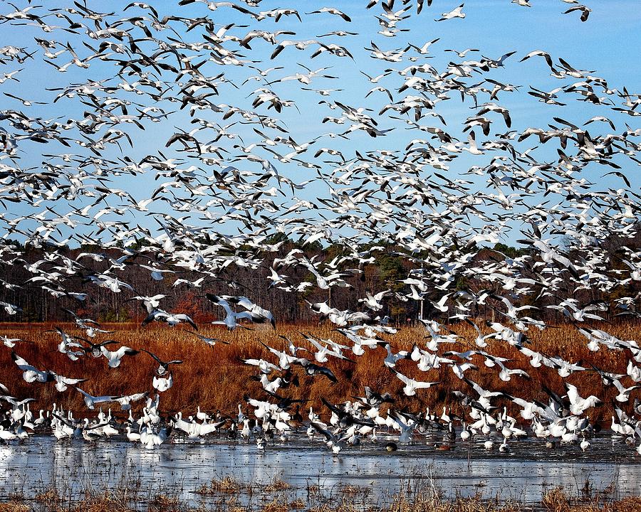Wintering Snow Geese #1 Photograph by Ronald Lutz