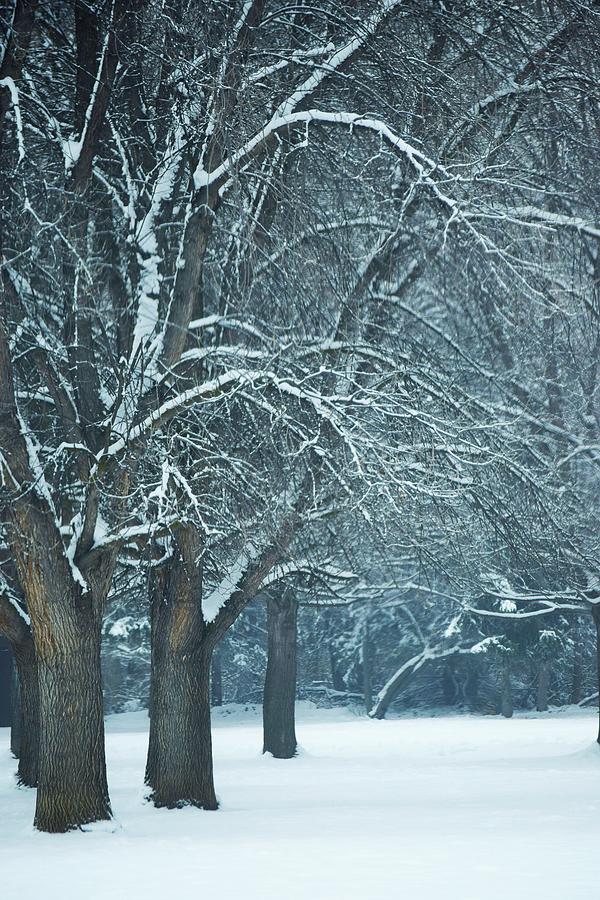 Winters Beauty Photograph by Lkb Art And Photography