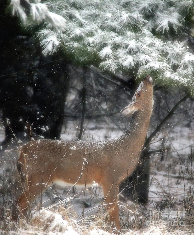 Winters Deer #2 Photograph by Elizabeth Winter