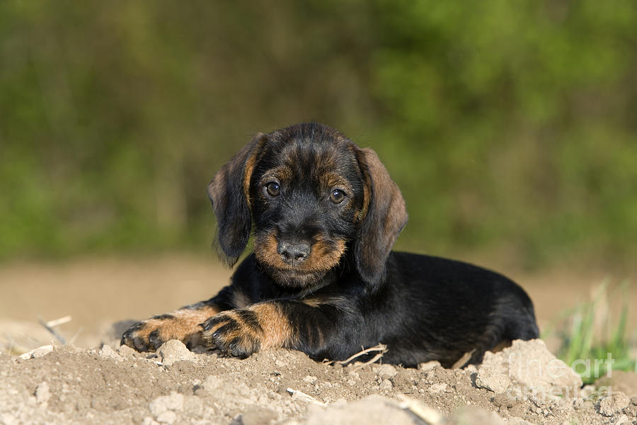 Wire-haired Dachshund Puppy #1 Photograph by Jean-Louis Klein and Marie-Luce Hubert