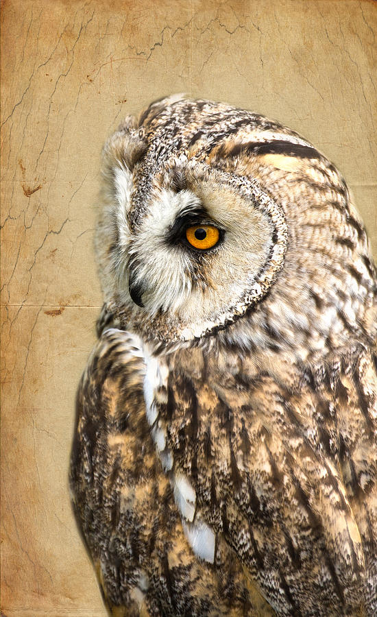 Wise Owl #1 Photograph by Scott Carruthers