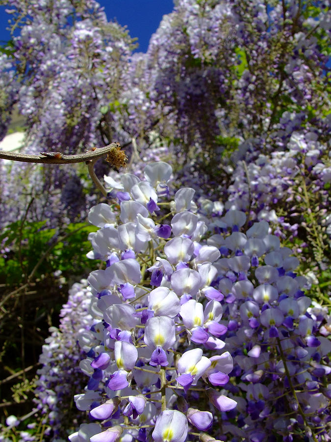 Wisteria Cascading #1 Photograph by Everett Bowers