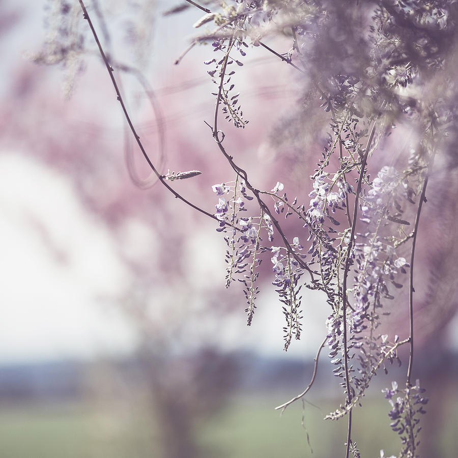 Spring Photograph - Wisteria #1 by Rebecca Cozart