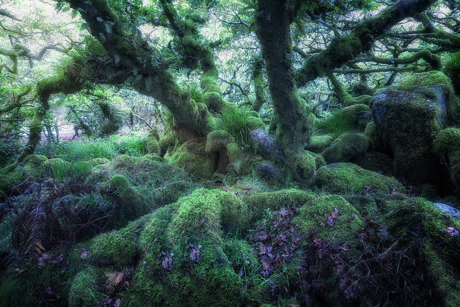 Wistmans Wood - Dartmoor #1 Photograph by Joana Kruse