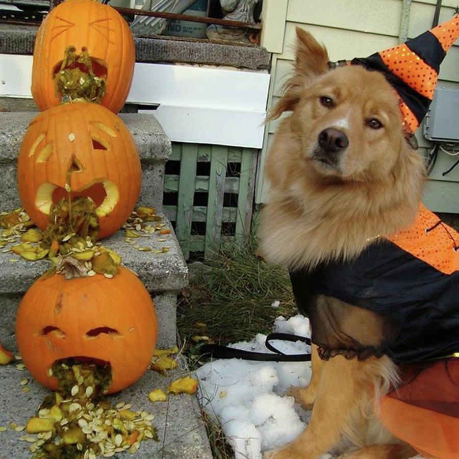 Witch Dog With Barfing Pumpkins #1 Photograph by Amanda Richter