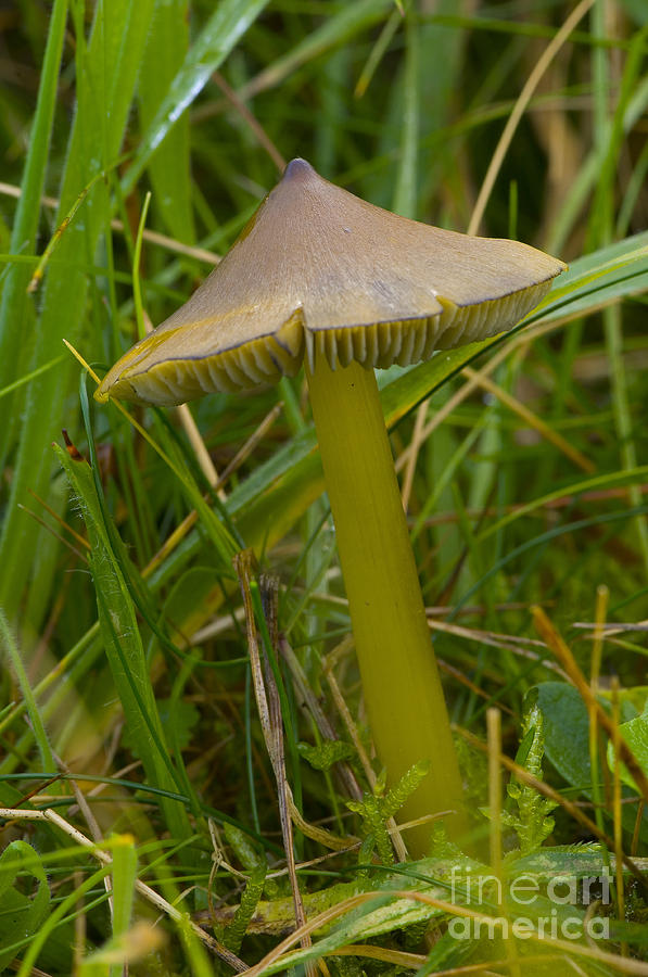 Witchs Hat Mushroom #1 Photograph by Steen Drozd Lund