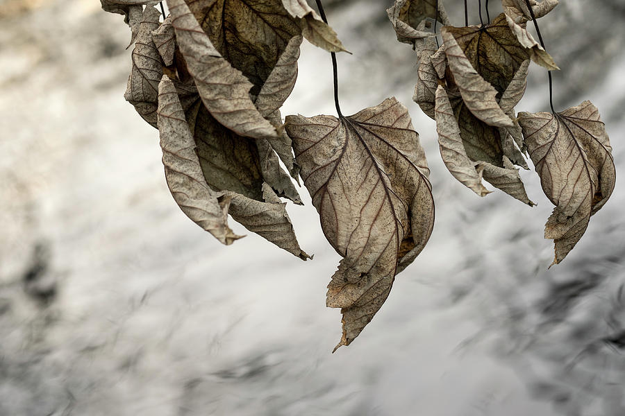 Withered leaves Photograph by Michael Mogensen