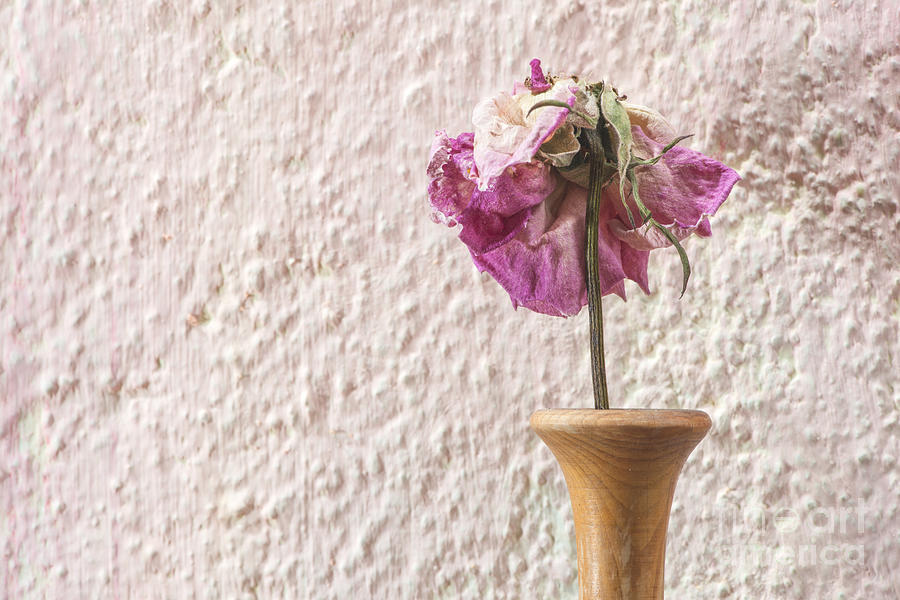 Flower Photograph - Withered rose flower #1 by Deyan Georgiev