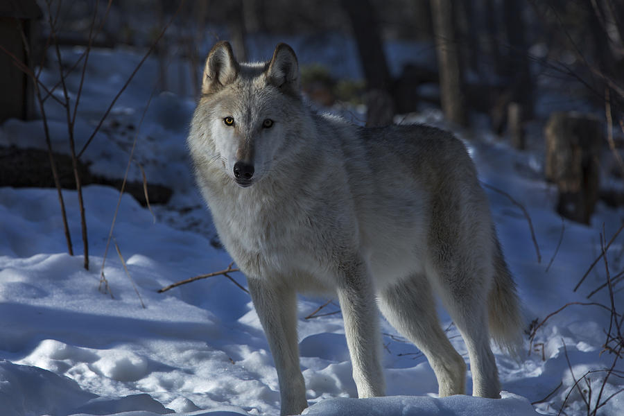 Wolf 1 #1 Photograph by Jeff Shumaker