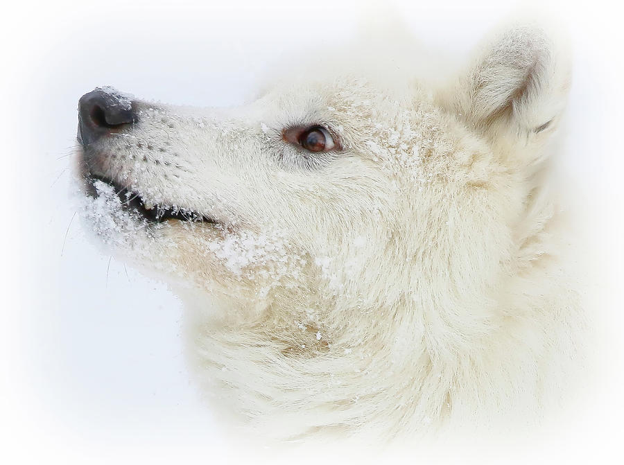 Wolf Close Up #1 Photograph by Athena Mckinzie
