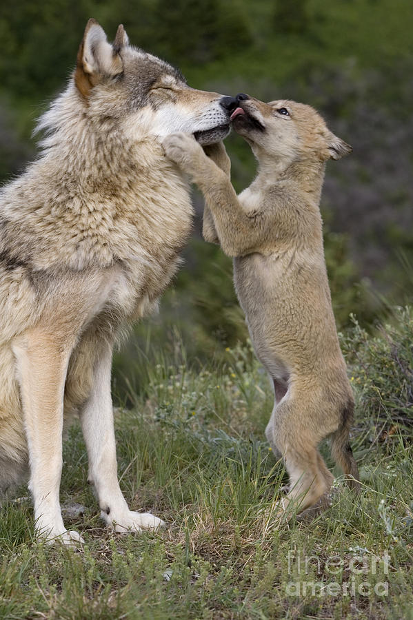 Wolves Photograph - Wolf Cub Begging For Food #1 by Jean-Louis Klein & Marie-Luce Hubert