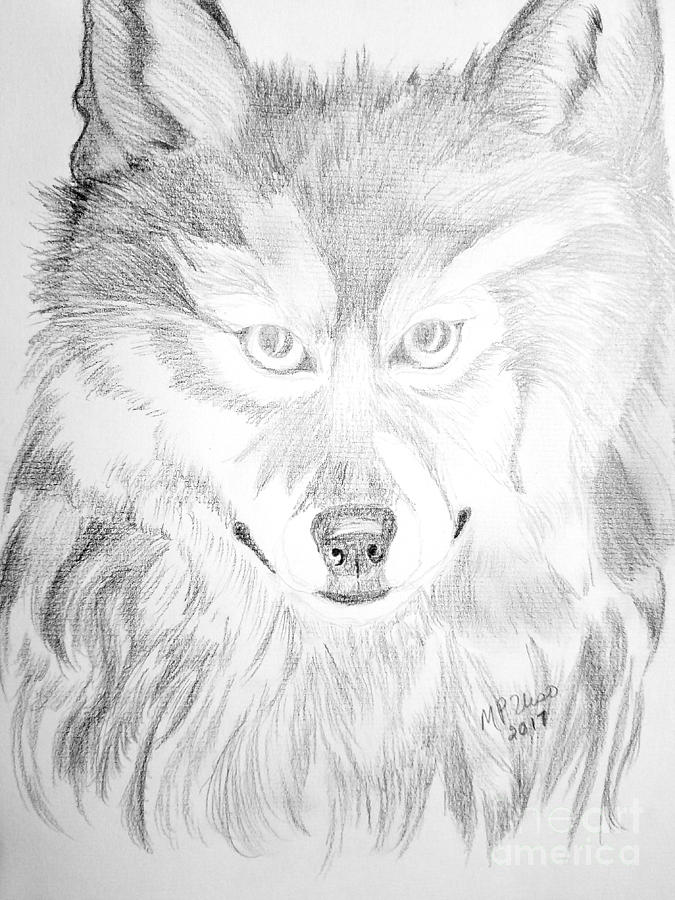 Wolf Drawing 17-01 #2 Drawing by Maria Urso