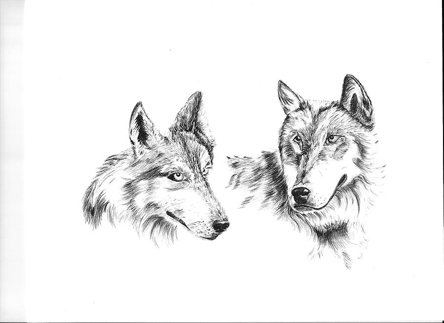 Wolf Head Study