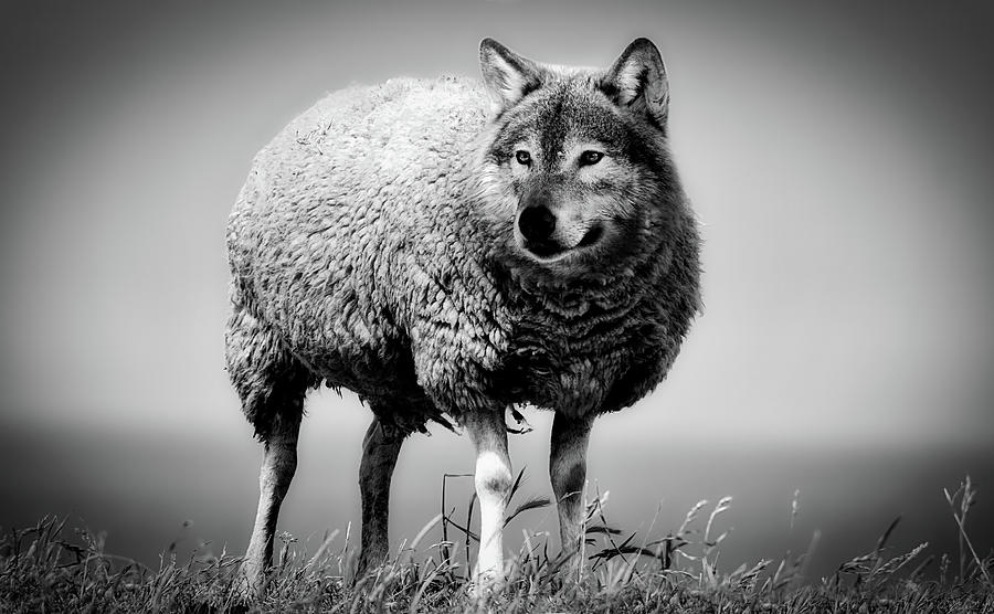 Wolf In Sheep's Clothing. 
