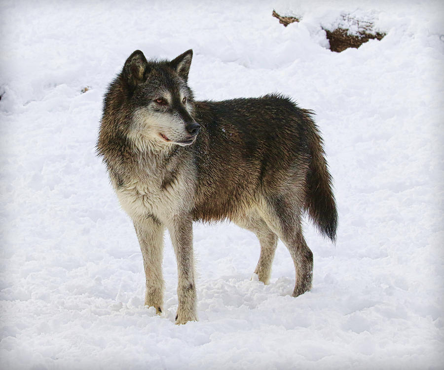 Wolf in Snow #1 Photograph by Steve McKinzie