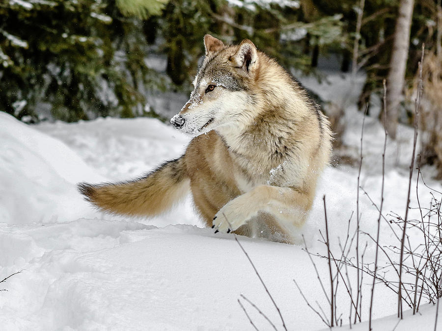 Wolf In The Wild #1 Photograph by Athena Mckinzie