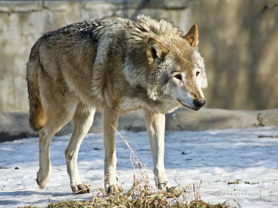 Wolf #1 Photograph by Irina Afonskaya