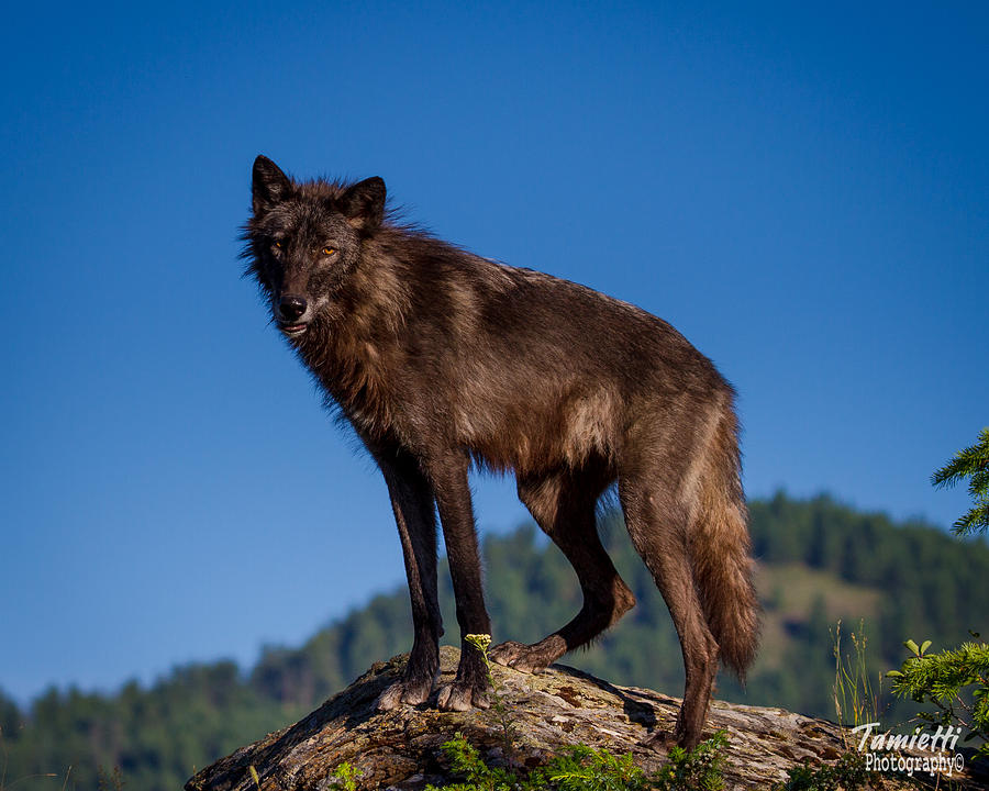 Yellowstone National Park Photograph - Wolf #1 by John Tamietti
