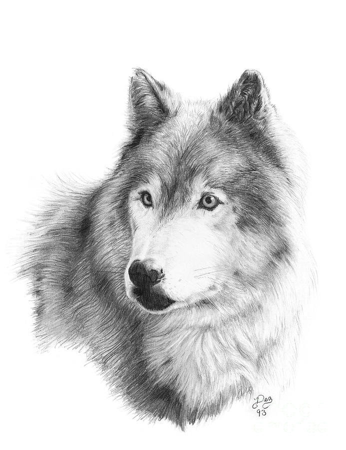 Wolf Drawing by Larry-DEZ- Dismang