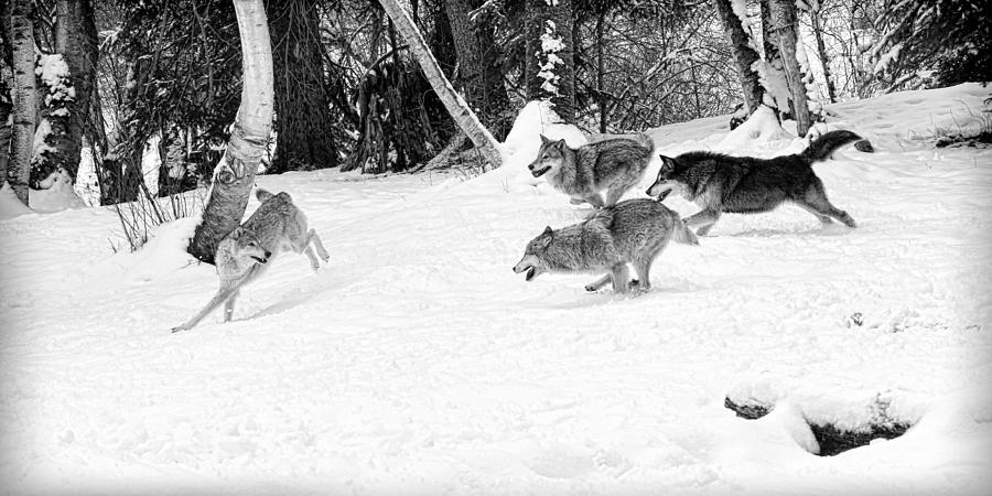 Wolf Pack #1 Photograph by Steve McKinzie