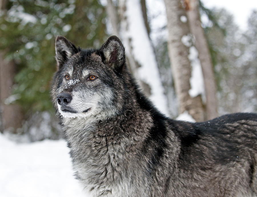 Wolf Portrait #2 Photograph by Scott Read