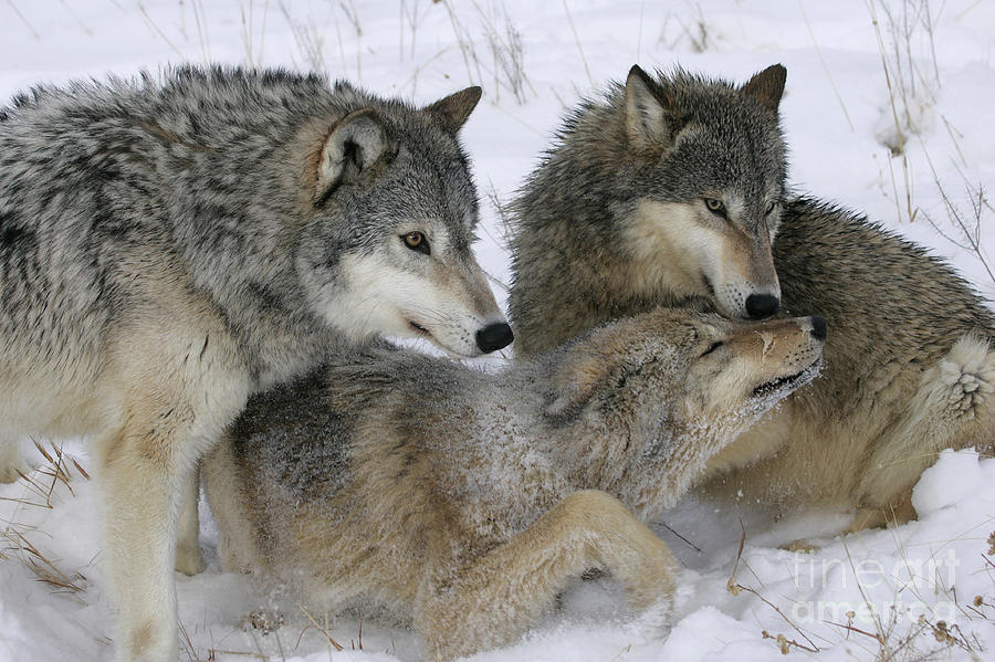 Wolf Social Behavior #1 Photograph by Jean-Louis Klein & Marie-Luce Hubert