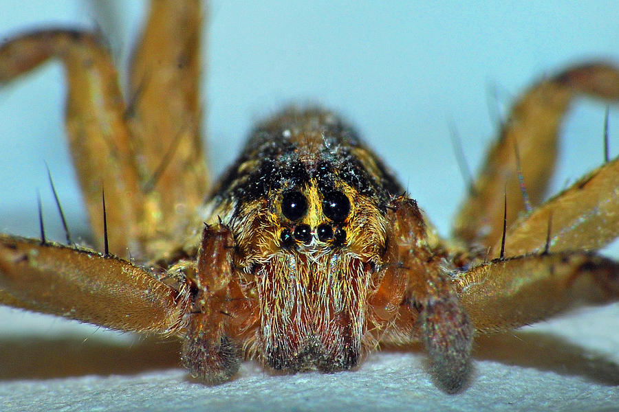 Wolf Spider #1 Photograph by Larah McElroy
