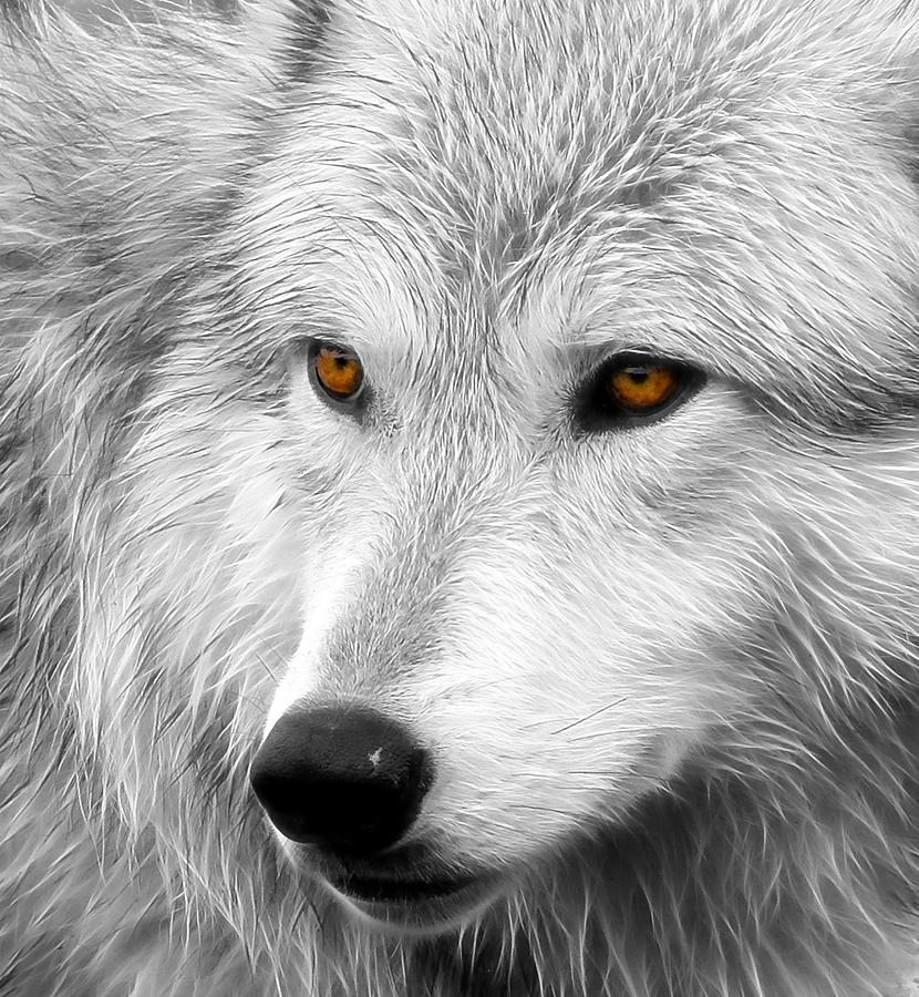 Wolf #2 Photograph by Steve McKinzie