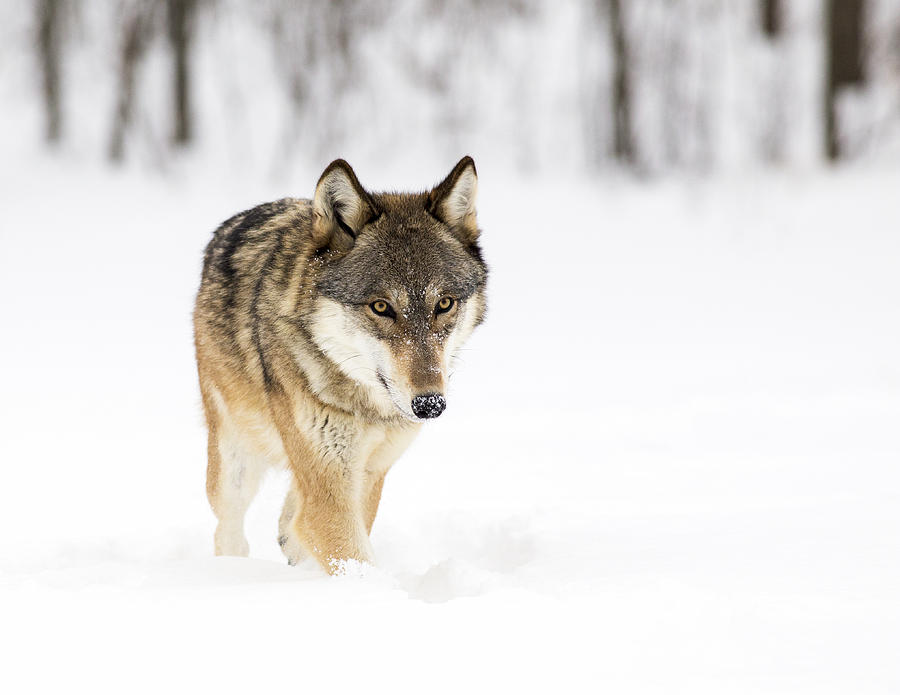wolf walking away
