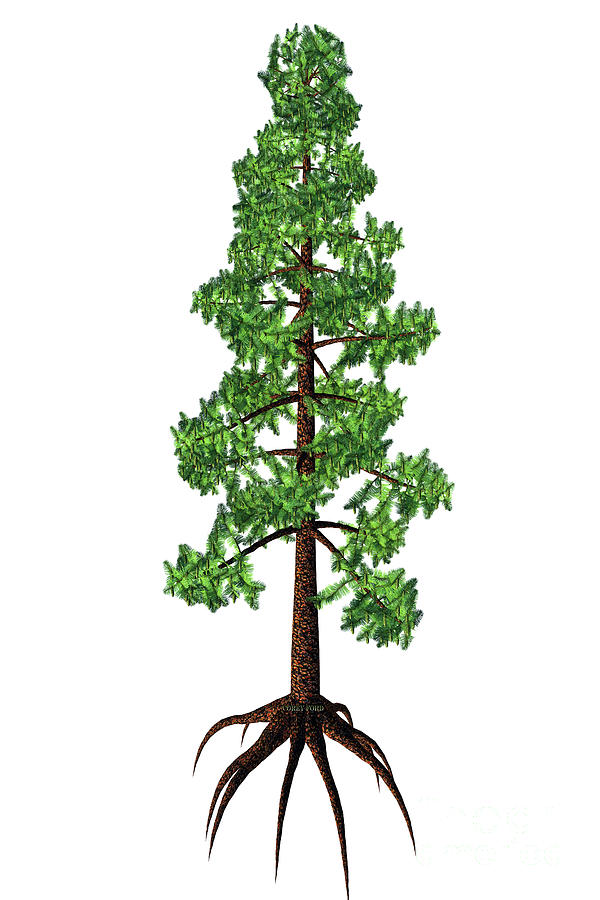 Wollemia nobilis Tree #1 Digital Art by Corey Ford