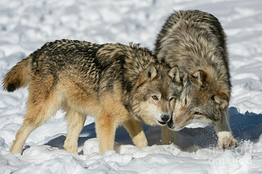 Wolves at Play #1 Photograph by Tibor Vari