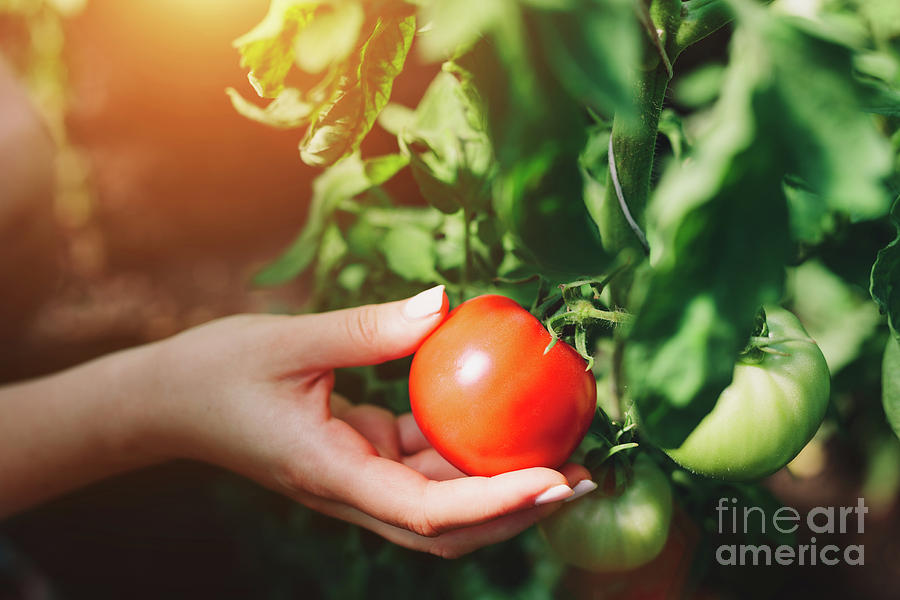 Woman picking tomatoes from a tree. #1 Photograph by Michal Bednarek