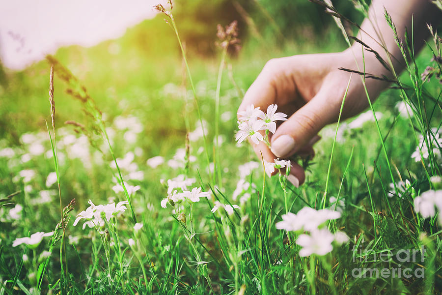 Woman picking up flowers on a meadow, hand close-up. Vintage light #1 Photograph by Michal Bednarek