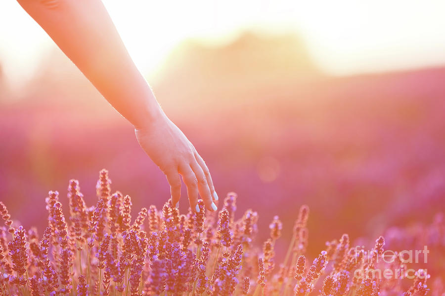 Womans hand softly touching lavender flowers at sunset. #1 Photograph by Michal Bednarek