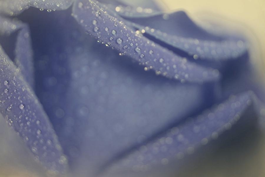 Wonderful Blue Rose #1 Photograph by The Art Of Marilyn Ridoutt-Greene