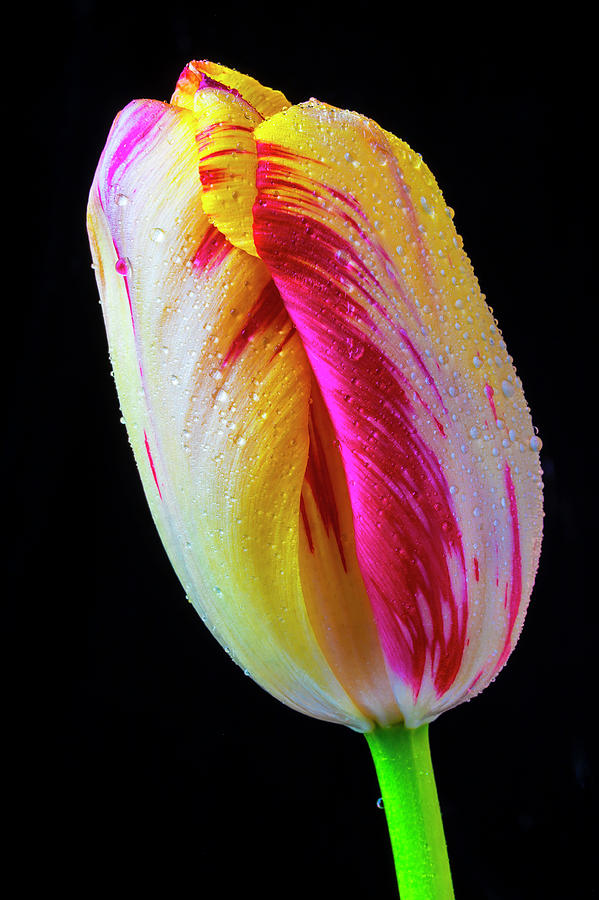 Wonderful Dew Covered Tulip #1 Photograph by Garry Gay