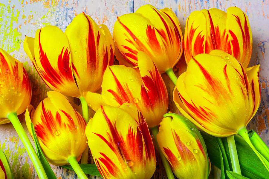 Wonderful Red Yellow Tulips #1 Photograph by Garry Gay