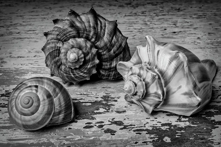 Wonderful Shell Still Life #2 Photograph by Garry Gay