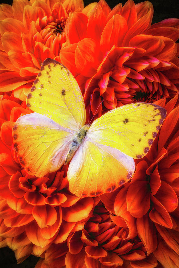 Wonderful Yellow Butterfly #1 Photograph by Garry Gay