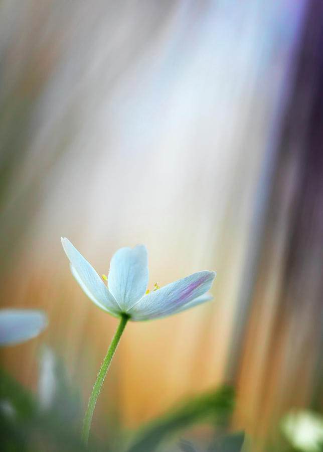 Wood anemone abstract #1 Photograph by Dirk Ercken