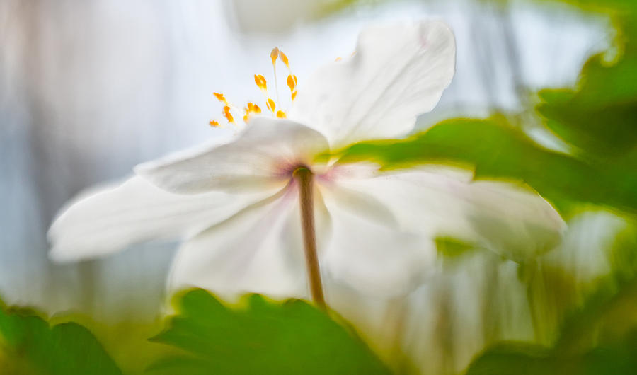 Wood anemone spring wild flower abstract #1 Photograph by Dirk Ercken