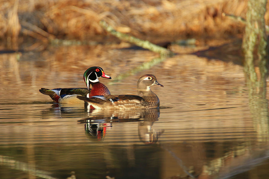 Wood Duck 22 #1 Photograph by Brook Burling