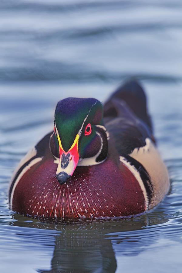 Wood Duck  #1 Photograph by Brian Cross