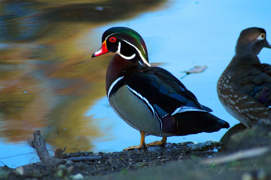 Wood Duck #1 Photograph by Clayton Bruster