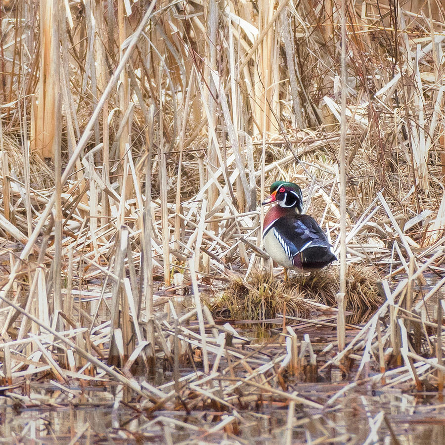 Wood Duck Drake 2018 square #1 Photograph by Bill Wakeley