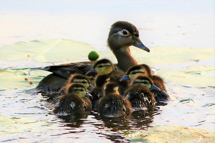 Wood Duck Family 2 Photograph by Debbie Storie - Fine Art America