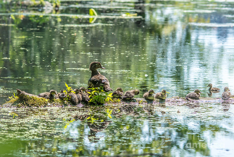 Wood Duck Family #1 Photograph by Cheryl Baxter