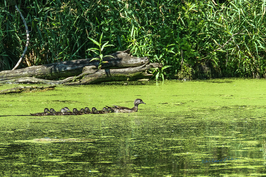 Wood Duck Family #1 Photograph by Ed Peterson