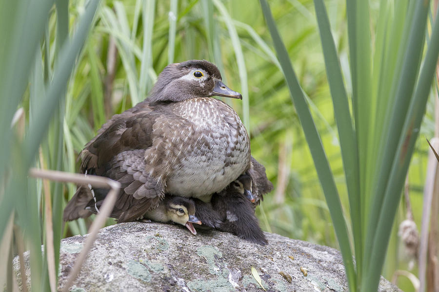 Wood Duck Family #1 Photograph by Mircea Costina Photography