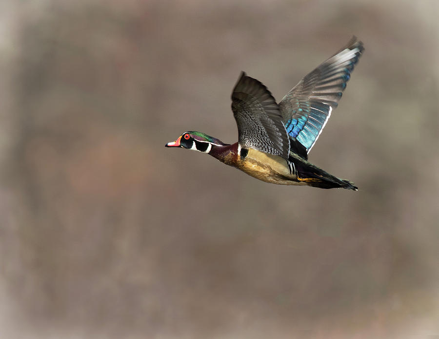 Wood Duck Flight #2 Photograph by Art Cole